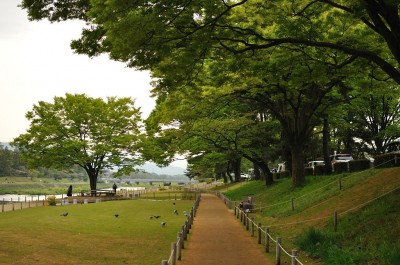 鴨川の木々 鴨川の木々
